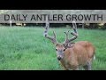 Time Lapse Antler Growth Of Whitetail Deer See How Fast Antlers Grow