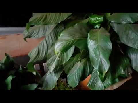 Chuva finalmente chegou dia chuvoso no Mato grosso 