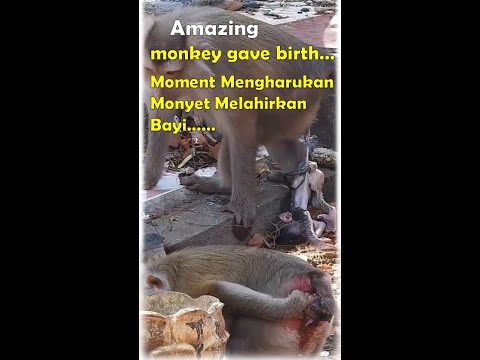 , title : 'Momen Monyet Melahirkan Bayi-nya | Amazing Animal Birth #shorts'