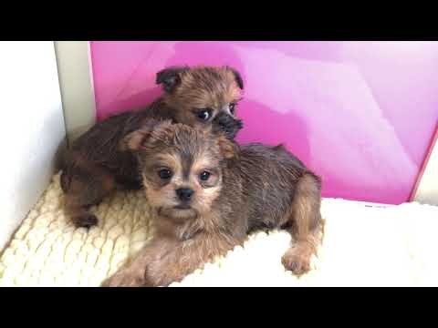 Brussels Griffon for sale, Empire Puppies