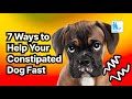 7 Ways To Help Your Constipated Dog Fast