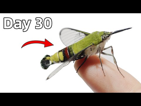 The Journey of Making Friends With a Hummingbird Moth