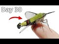 The Journey Of Making Friends With A Hummingbird Moth
