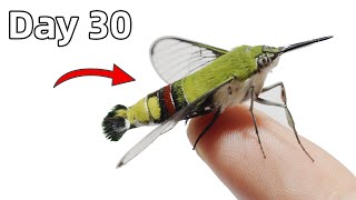 Download lagu The Journey of Making Friends With a Hummingbird Moth mp3 Download lagu The Journey of Making Friends With a Hummingbird Moth mp3