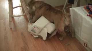 How an English Bulldog opens gift lol