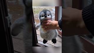 It's So Fluffy I'm Gonna... SQUEEZE It! 🥰 #cute #adorable #pet #penguin #babyanimals #fluffy