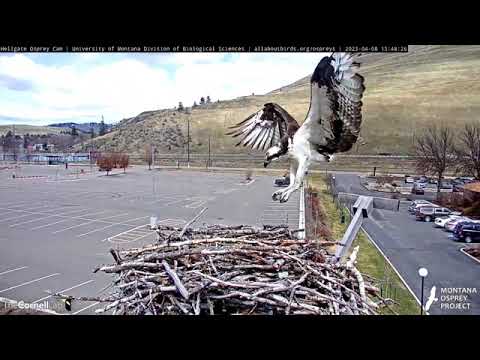 Hellgate Osprey Cam Iris Returns to nest 4/8/2023 1:48PM MT Missoula Montana
