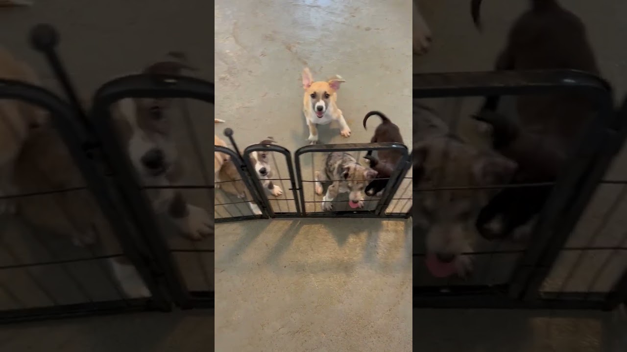 Enlarge Ernesto, a Adoptable mixed breed in Wimberley, TX video 6/6