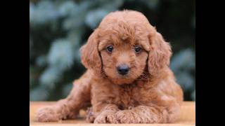 Video preview image #1 Goldendoodle (Miniature) Puppy For Sale in EPHRATA, PA, USA