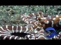 Lumbalumba Diving Video from Markus H. short version, tauchen, Indonesien, sulawesi, manado, bunaken, resort, Lumbalumba Diving Resort, Manado, Sulawesi