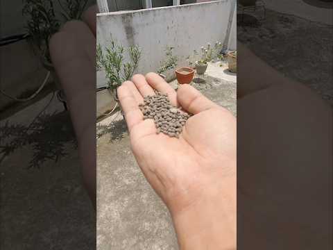 25. Complete information about DAP fertilizer