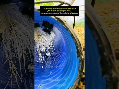 No Soil, Just Mist… and It Works #agriculture #farming #farmer