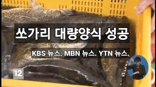 쏘가리 대량양식 성공 KBS뉴스 MBN뉴스 YTN뉴스