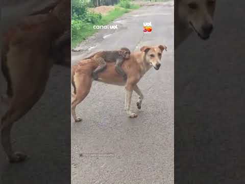 Amizade inusitada: Macaco filhote ‘adota’ cachorro como meio de transporte na Índia