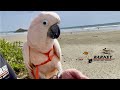 A Fun Trip To The Beach