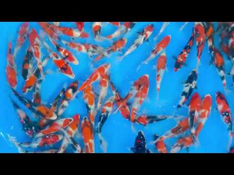 JKS 37 Omosako 1Y Showa 18-23 cm x 160 pcs