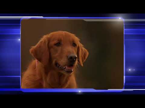 buddies sports channel air bud world pup