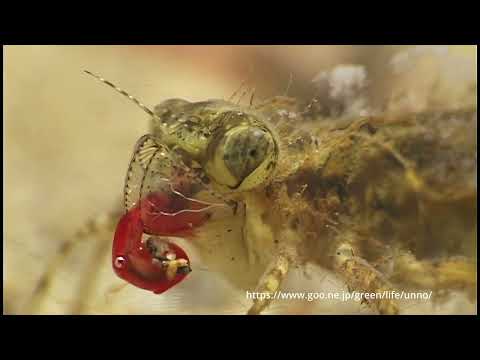 アカトンボのヤゴの捕食