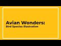 Avian Wonders Bird Species Illustration Ongoing Course Ages 11 15