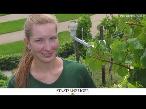 Winzerin im öffentlichen Dienst beim Staatsweingut Meersburg am Bodensee | Staatsanzeiger.de
