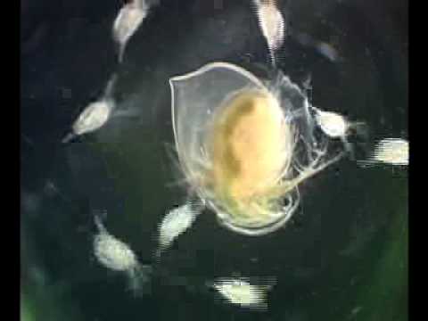 分子生命科学科 Daphnia magna - Ecdysis (molting)