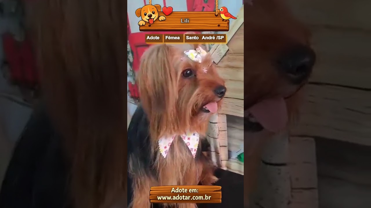 Cachorro raça SRD-ViraLata idade 1 ano nome Lili
