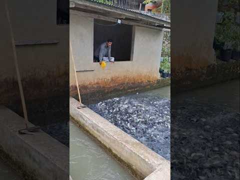 Pemuda sukses budidaya ikan mas dipinggir rumah #ikanmas #shorts