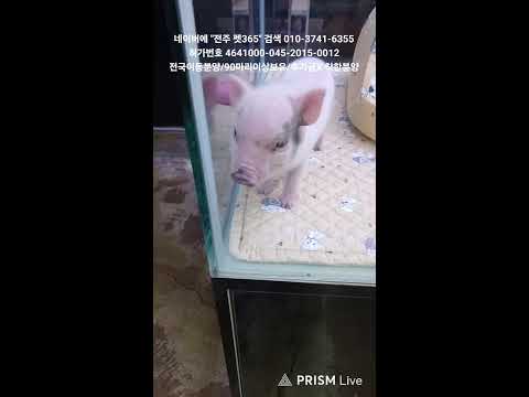 펫365 전주본점 26. 7. 11 강아지분양 고양이분양