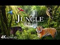 Jungle Wildlife In 4K - Animals That Call The Jungle Home | Rainforest | Scenic Relaxation Film