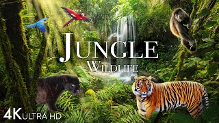 Jungle Wildlife In 4K - Animals That Call The Jungle Home | Rainforest | Scenic Relaxation Film