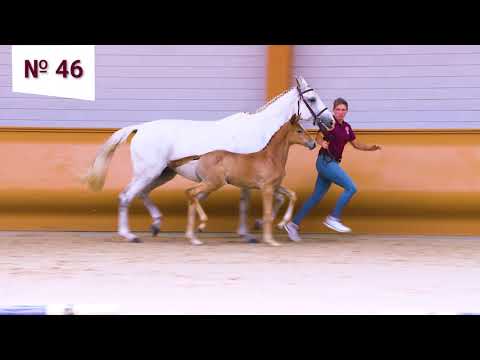 46. Powerfly Minka (Chacfly PS x Mr. Blue x Indoctro)