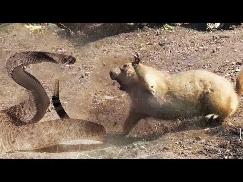 С этими Грызунами не связываются даже Змеи! Луговые собачки – Бесстрашные землекопы!