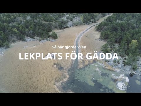 Lekplats för Gädda