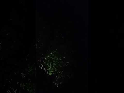 #Shaman piyan tery bina#youtubeshorts #shortsfeed #best video