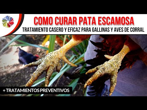 , title : '🐔 COMO CURAR las ESCAMAS de las PATAS de GALLINAS + TRUCO para realizar la CURACIÓN'