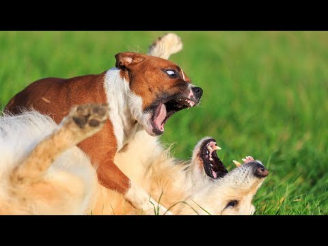 Trayton et Rhobalas: bark bark bark woaf woaf grrr grrr waf bark