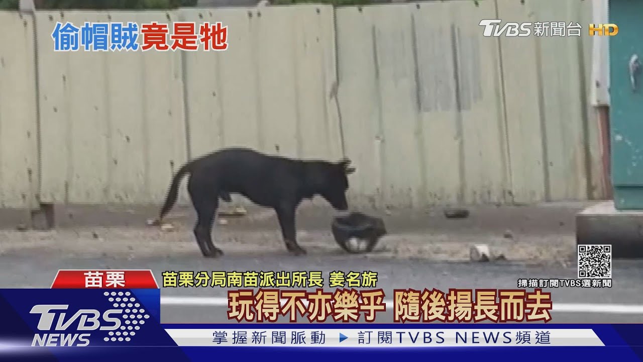 安全帽丟了！小黑狗咬著當玩具　甩頭「弄獅」
