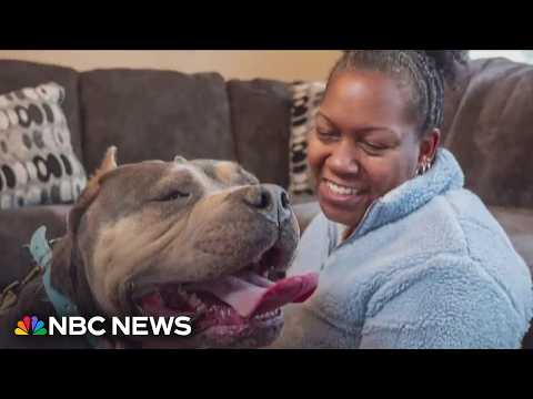 AI is helping families reunite with their beloved missing pets