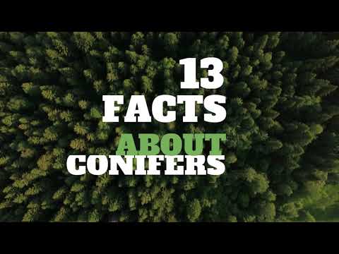 13 Amazing Facts About Conifers - HD Video
