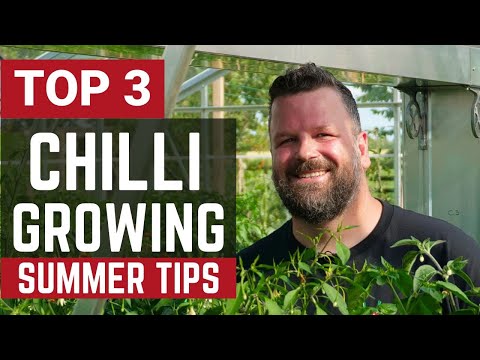 3 Tips to Get a MASSIVE Chilli Pepper Harvest