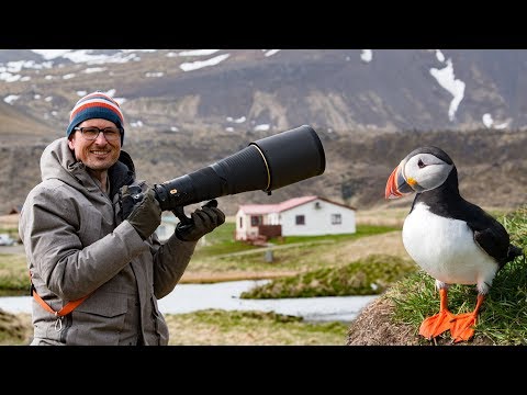 Bird Photography in Iceland