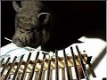 Duke Plays the Xylophone