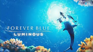 【初見】フォーエバーブルー ルミナス【FOREVER BLUE LUMINOUS】