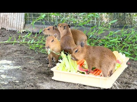 Four Baby Capybaras Born in Japan! A Heartwarming Animal Adventure.🐰🐐🐑 Goats, Rabbits, guinea pig.
