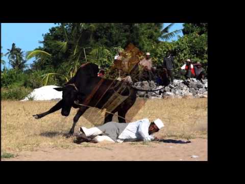 NIMESALITIKA - MACHAPRALA