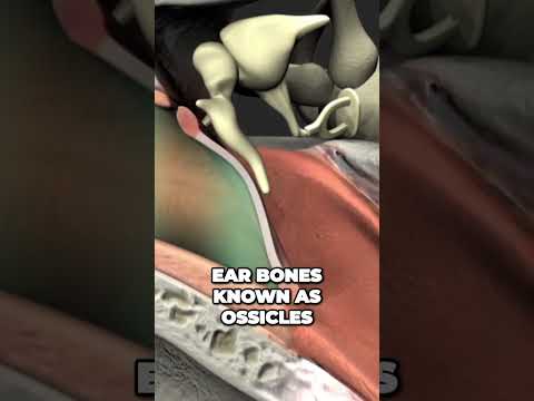 The Journey of Sound - How Hearing Works