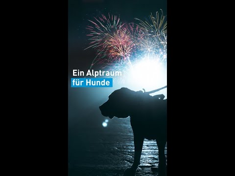 Ein Alptraum für Hunde | VIER PFOTEN