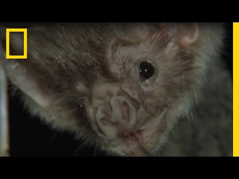 image-What happens if a vampire bat bites you?