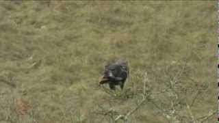 preview picture of video 'Southern African Birds: Jackal Buzzard perched then soaring'