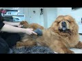 Daily Dog Grooming Routine for Chow Chow